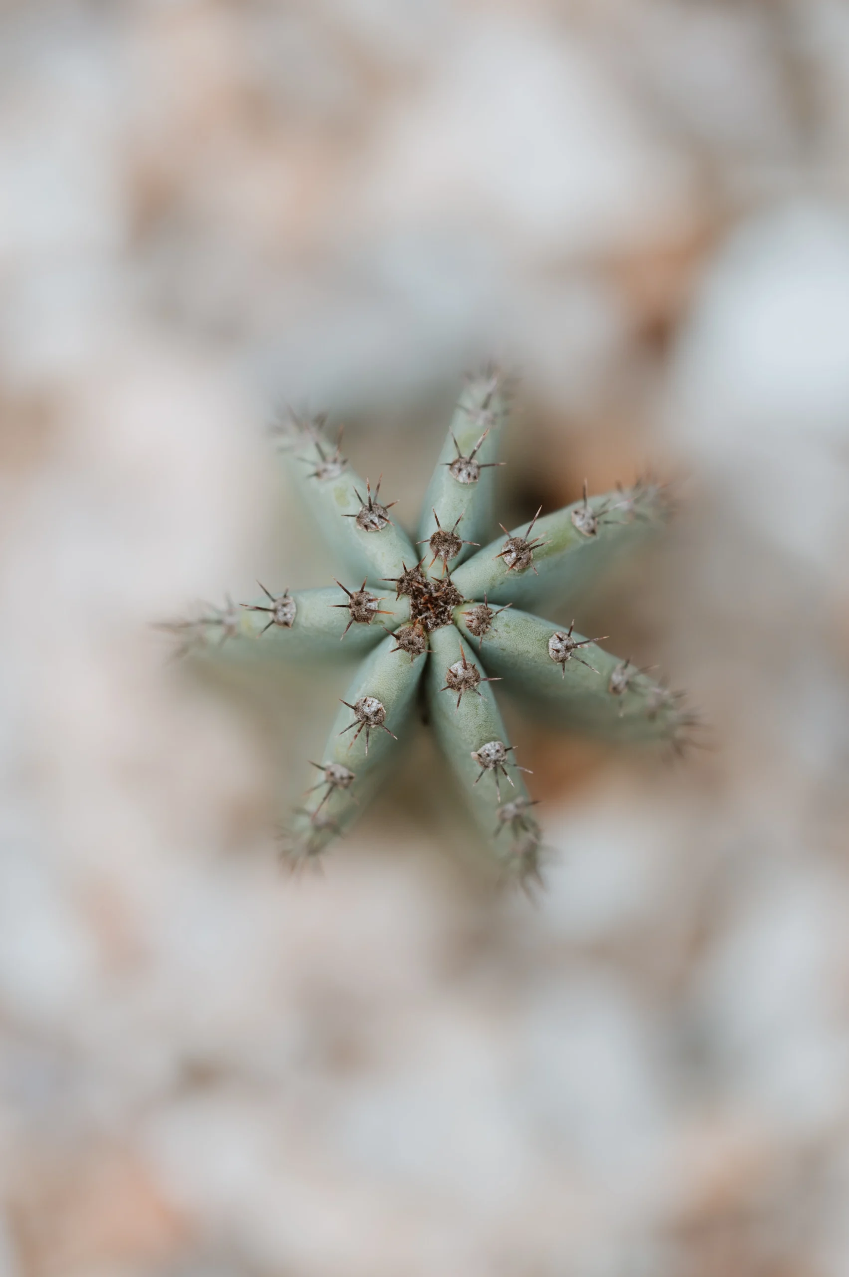 close up aerial view of a native plant